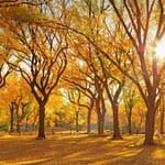 Rodrigo Colón Avatar